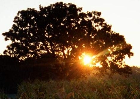 A country walk on a foggy morning.